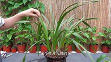 兰花出现无精打采的“症状”，说明烂根了！