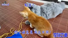 难得猫爸爸有兴致，挨个找小猫们较量，小猫们的反应让它尴尬了