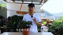 长寿花度夏，成活率最高的一个方法，最适合新手