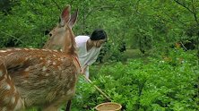 鹿碗儿：油炸土豆丝