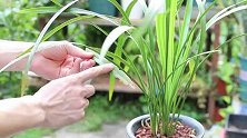 养兰花，这几点不注意，容易根腐黄叶干尖，最后枯死