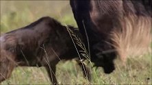 角马幼崽刚刚出生，就面临与母亲生离死别！一群鬣狗伺机而动