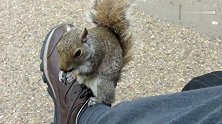 真是吃货一枚，看到小伙有吃的，小松鼠就粘着不走了