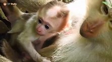 猴子新生儿长的很秀气，忙不停的喝奶！
