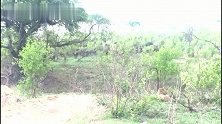 野牛群被数头雄狮跟踪，却毫未察觉临近的危险