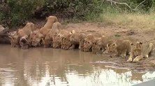 超级狮群集体出动，整整齐齐的喝水