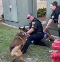 美国一名警察牵着警犬驱赶几名年轻人时反被自己的警犬咬手臂