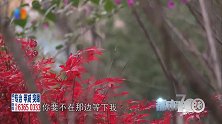 男子饲养禁养犬咬了人，不仅不愿意赔偿，竟还让受害者去起诉他