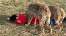 女主人忽然“晕倒”，狼群反应表里不一，网友：胆子真大！