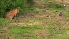 猫咪猎捕兔子，下手快、准、狠