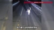 吉林一男子夜间驾车偶遇老虎行走在车道，当地回应