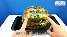 把西瓜封存在深海一年会怎样老外切开后，网友快尝尝味道