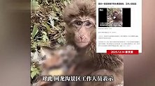 四川一景区有猴子骨头裸露受伤，身体发抖坐在路边吃东西