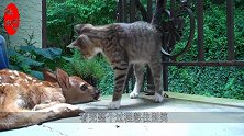 猫咪不停的挑衅小鹿，但小鹿却无动于衷，镜头记录搞笑全过程