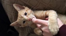 一只刚戒奶的小橘猫，抱着铲屎官的手指，接下来的反应太可爱了