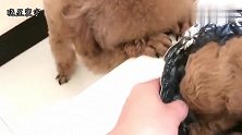 主人趁泰迪祷告时，把狗粮换成了“狗肉”，泰迪的反应亮了