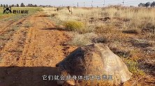 乌龟没有壳还能存活吗这下有了新的答案！