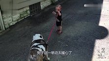 一岁宝宝牵狗绳要遛狗，狗子的反应被赞太懂事