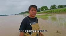 黄河涨水，鱼群聚集深窝，小伙一网下去大鲫鱼爆网乱撞！够过瘾