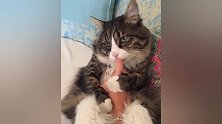 猫咪奇葩的嗜好，喜欢把主人手指当奶嘴一直吸