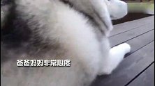 哈士奇吃太多变成小猪仔，铲屎官带它减肥的故事