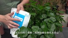 养铜钱草，可别自作聪明给它施“磷酸二氢钾”，很容易导致它黄叶