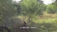 石头雄狮联盟：身先士卒的捕猎野牛，绝对的马到成功，强的很