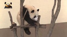 熊猫宝宝趴在木架上懒洋洋的，彻底变成一只“废熊”，好萌呀！