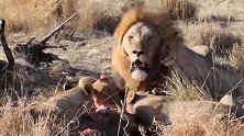 雄狮中的好爸爸！守护猎物让幼崽先吃，母狮给我靠边站