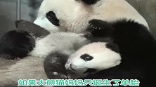 熊猫妈妈：盆盆奶就想换走我的崽崽，行吧有吃就行记得待会还我！
