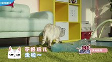猫主子移情别恋！辛苦的铲屎官，居然要和塑料袋争宠