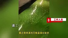 网曝昆明滇池水呈碧绿色，质疑滇池水质有问题，水务局：正在治理