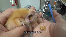 主人陪仓鼠玩，仓鼠任由主人逗弄，笑的可开心了
