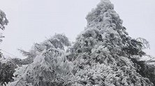 太美了！黔江高山地区出现雾凇美景 壮丽景致吸引眼球