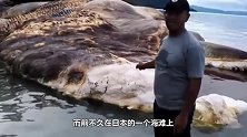 海边出现30米长的庞然大物，专家赶到后让围观者迅速撤离