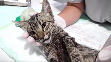 小流浪猫浑身是伤，奄奄一息，最后被奇迹般救活了！