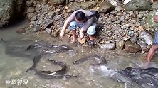 山溪中逆流而上的大鱼，看到人也不会跑