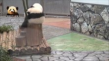 两只憨态可掬的熊猫宝贝儿坐在木桩上卖萌，软绵绵的小背影巨可爱