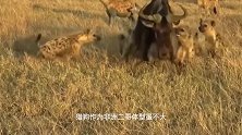 动物：25只鬣狗捕食7只狮子，雄狮杀气腾腾冲入敌营