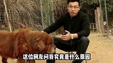 小杜宾犬被狗妈妈全吃了，查明起因后，狗主人后悔不已