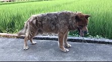 狗子：活了二十多年已经老了，走两步都不行了！