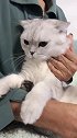 猫都是尊老爱幼，中间的随便揍