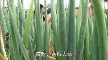 六元一家子都能吃饱，这个菜还是以前农村结婚的好菜，好吃又美味