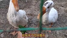 给大鹅喂菜叶，跟几天没吃饭似的，这是啥吃相啊？