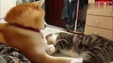 猫咪不分青红皂白就打了柴犬，狗：猫咪心，海底针！