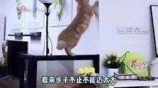 咦，应该没有海猪这个品种吧