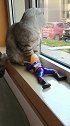 猫：算了不惹你，退一步海阔天空！