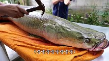 这鱼是什么来头？用“电锯”锯了半天，却丝毫没有损伤？