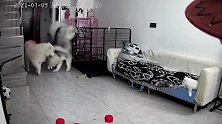 狗狗越狱时被卡腿惨嚎不止，一旁猫咪被吓到炸毛