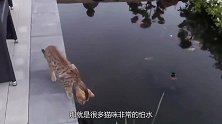 一进水盆就“惨叫”的家猫，为什么这么怕水？这和它们的祖先有关